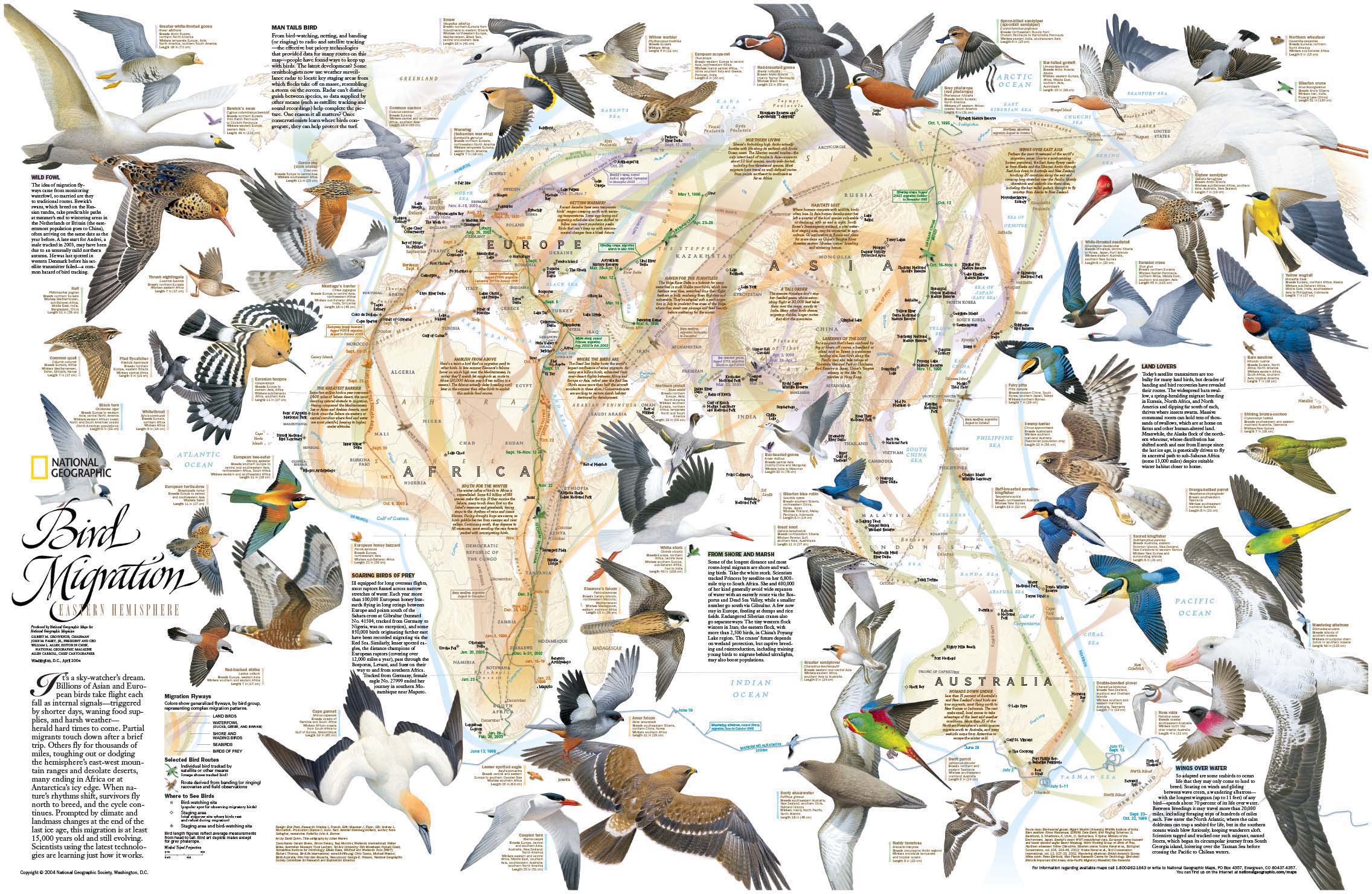 Eastern Hemisphere Bird Migration Wall Map by National Geographic