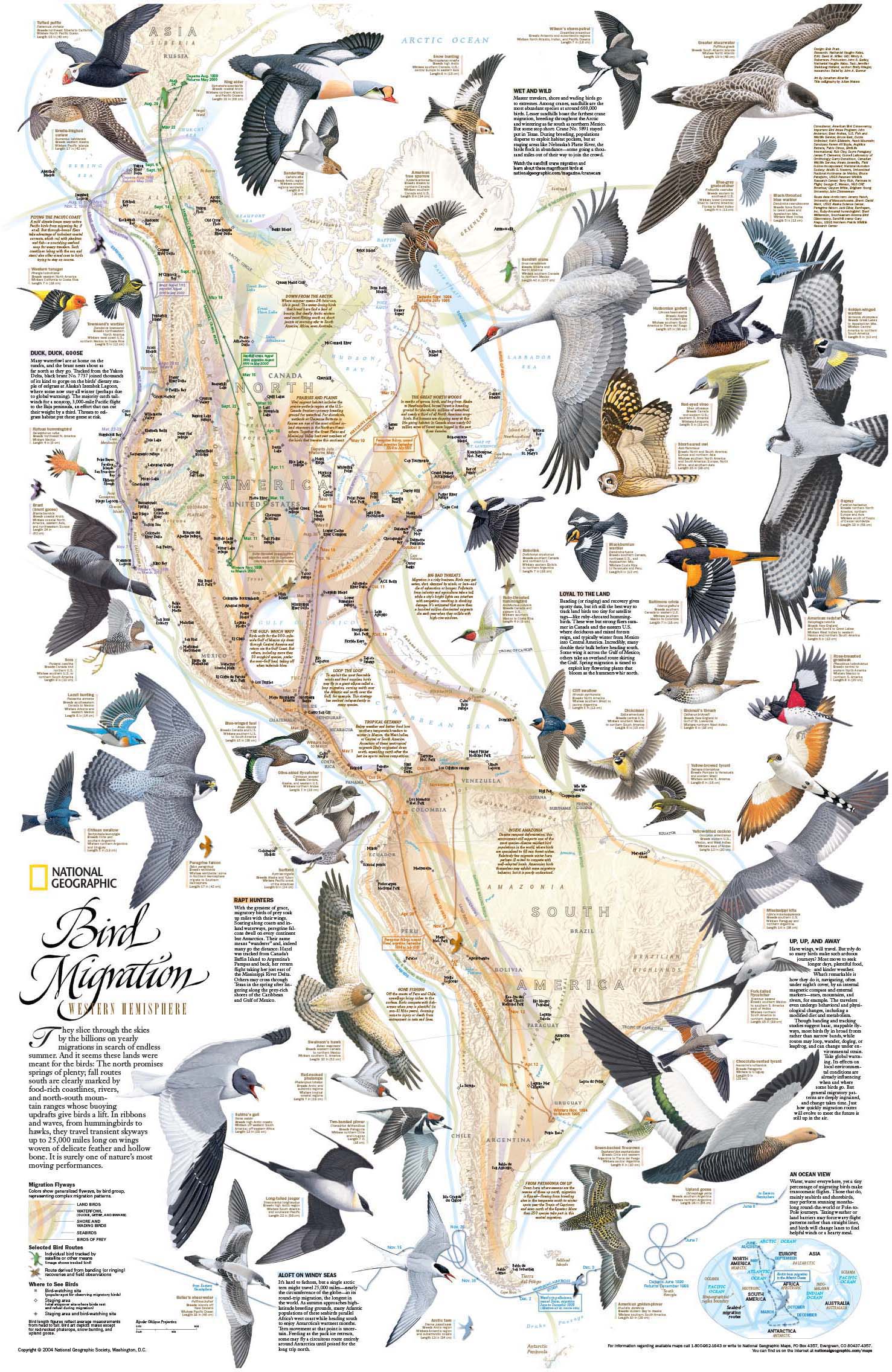 Western Hemisphere Bird Migration Wall Map by National Geographic ...