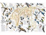 Eastern Hemisphere Bird Migration Wall Map